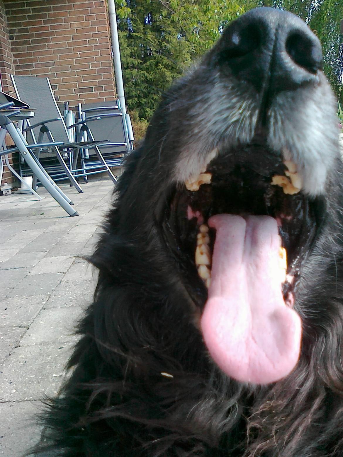 Blanding af racer Buster billede 7