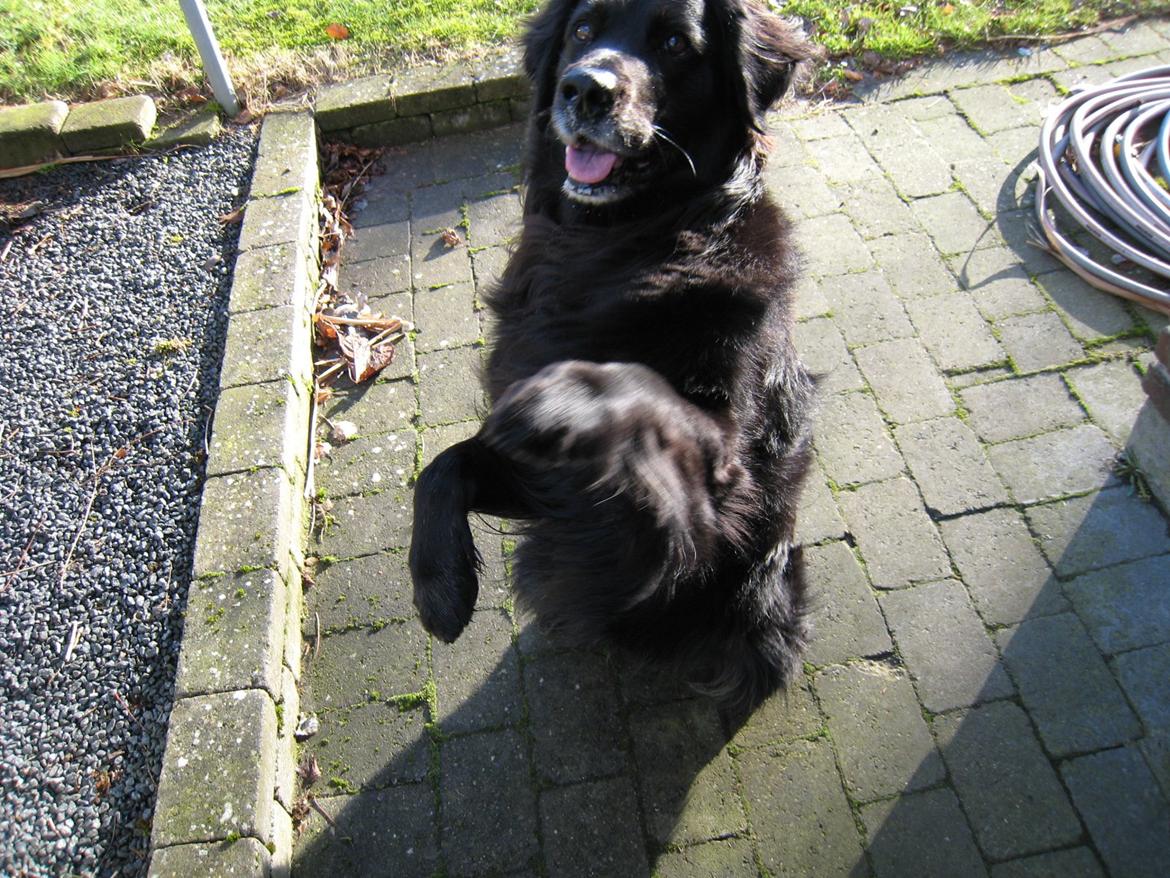 Blanding af racer Buster billede 1