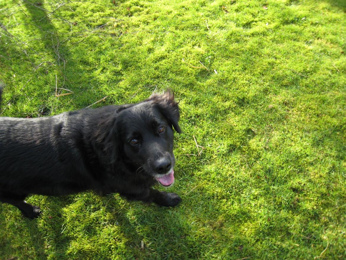 Blanding af racer Buster - Buster har luret, at der er godbidder i farvandet :) billede 4