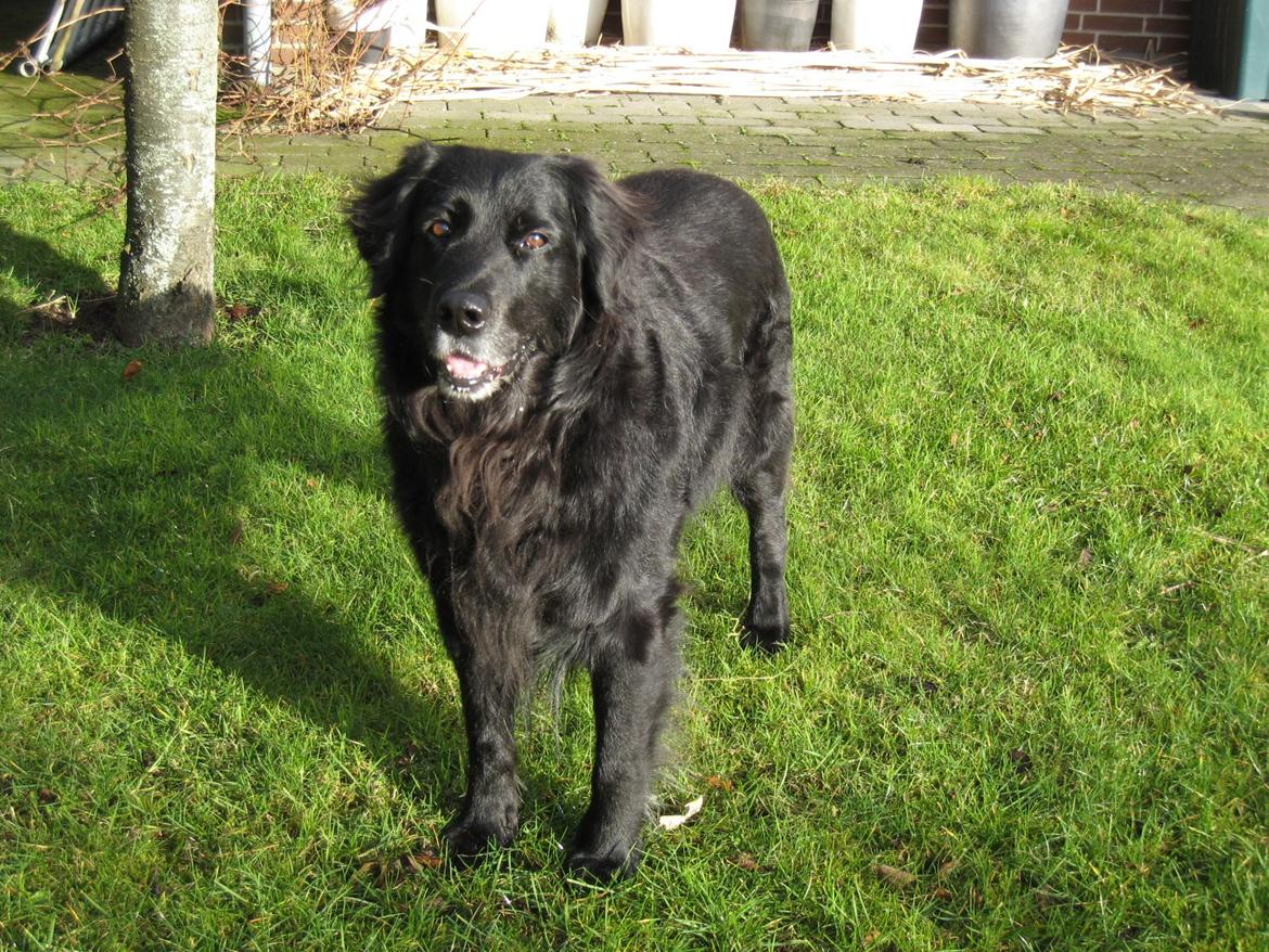 Blanding af racer Buster - Flot fyr :) billede 9