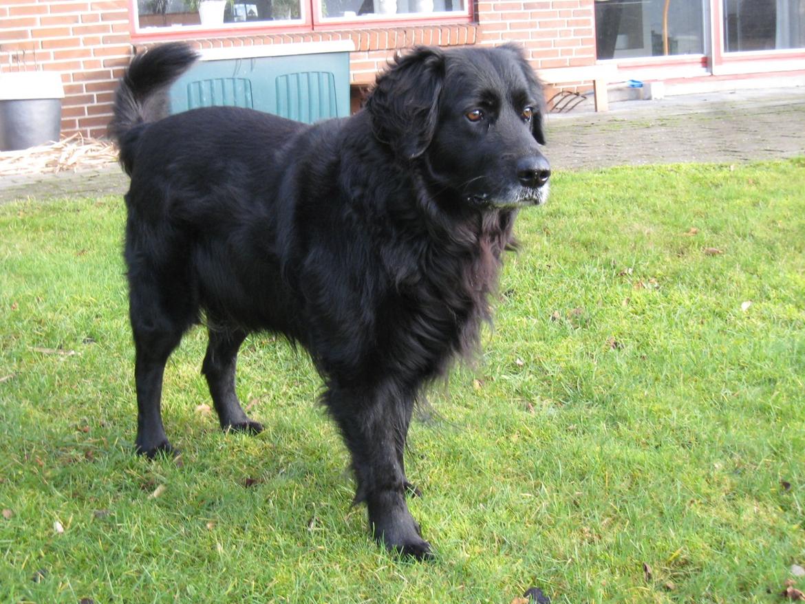 Blanding af racer Buster - 2008 billede 10