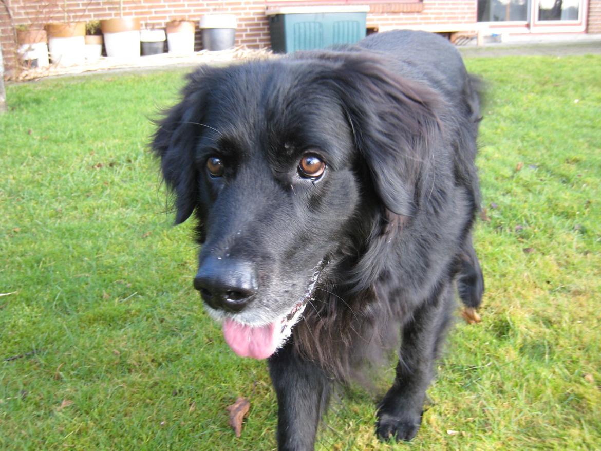 Blanding af racer Buster billede 6