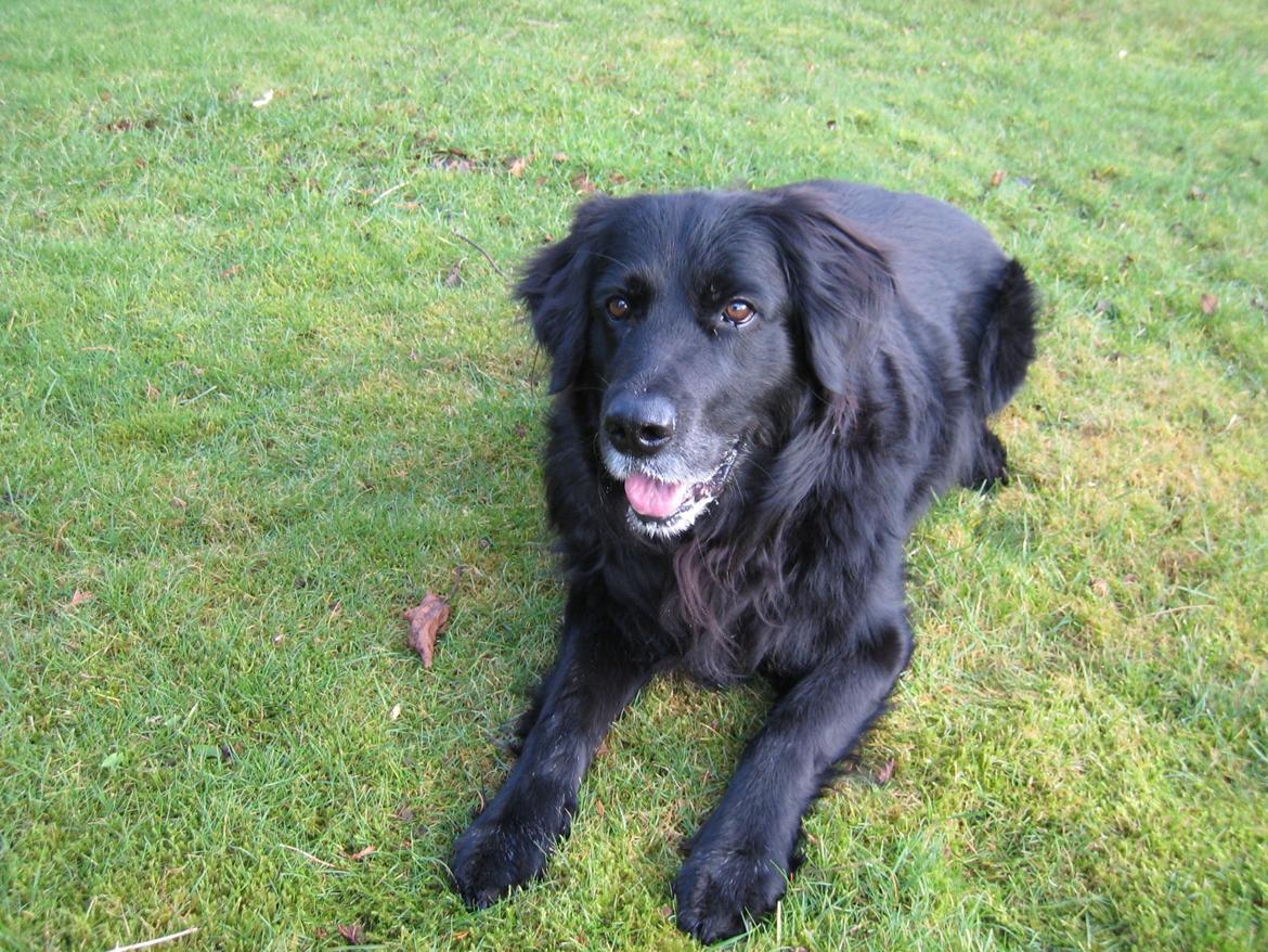 Blanding af racer Buster billede 11