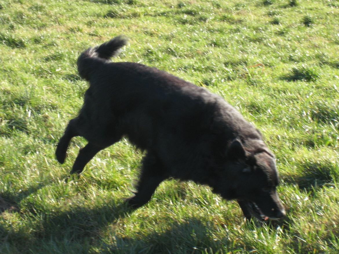 Blanding af racer Buster - Så er vi ude at lede efter muldvarpeskud og kaninhuller :D billede 2