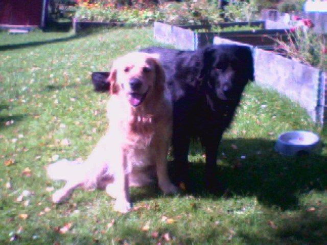 Blanding af racer Buster - Cisse og Buster billede 12