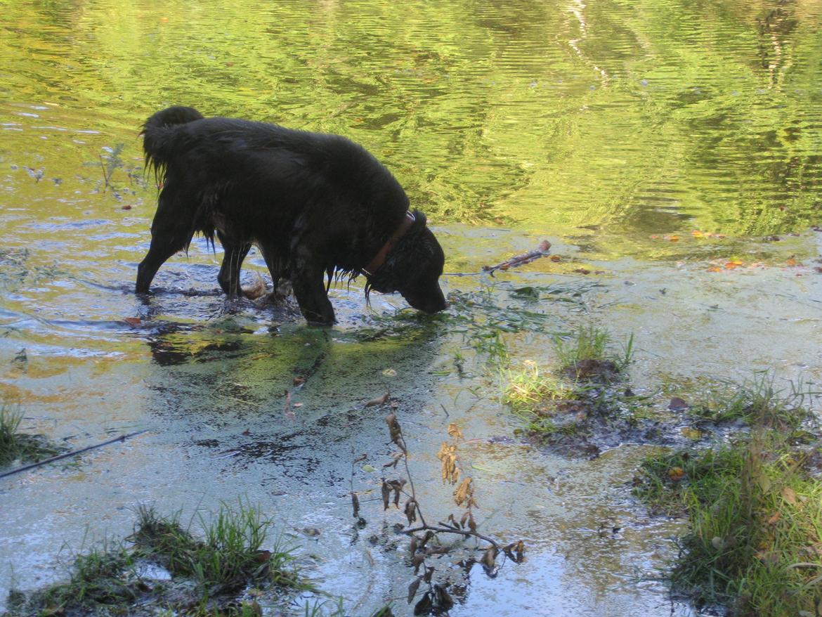 Blanding af racer Buster - En dejlig tur i den jyske skovhave :) billede 3