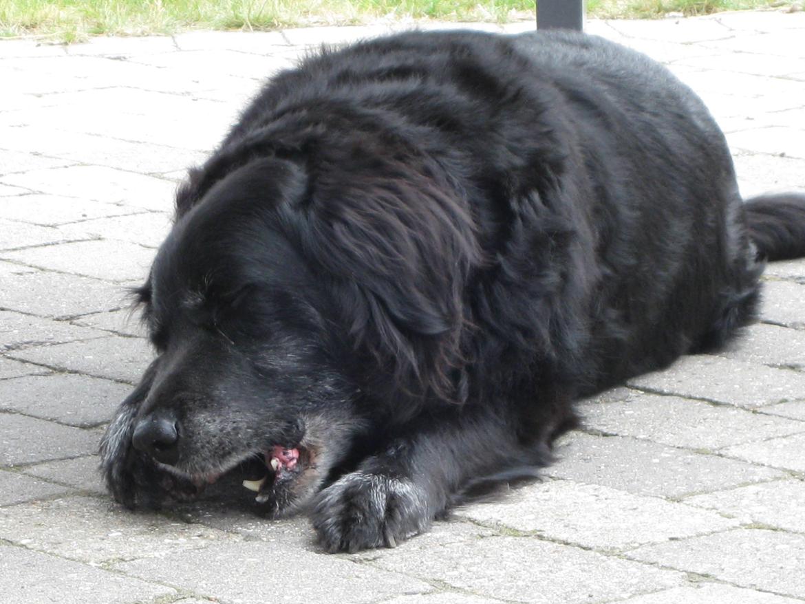 Blanding af racer Buster - Buster nyder et dejligt råt ben på sine ældre dage, hvem havde vidst det ville blive hans sidste sommer... billede 15
