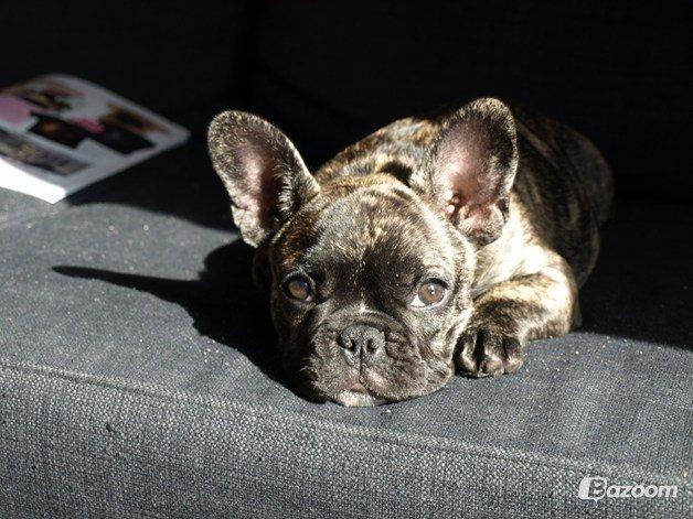 Fransk bulldog Aja billede 13