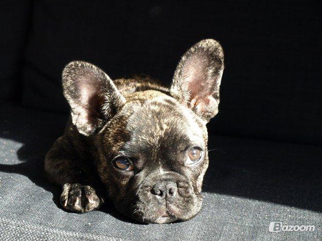 Fransk bulldog Aja billede 14