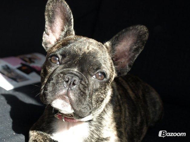 Fransk bulldog Aja billede 15