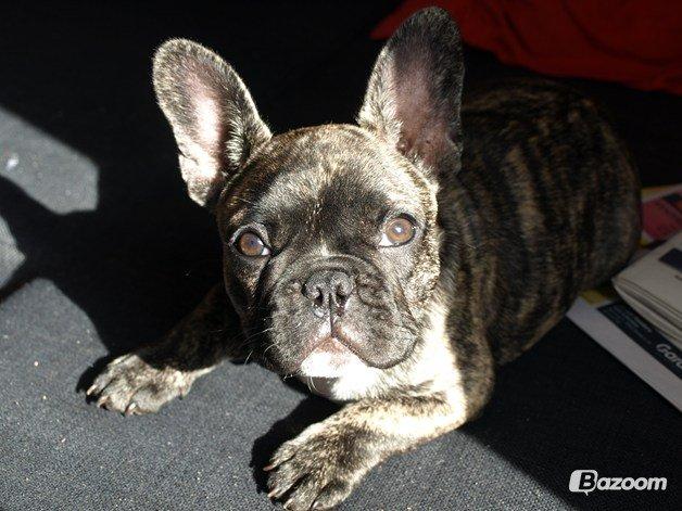 Fransk bulldog Aja billede 16