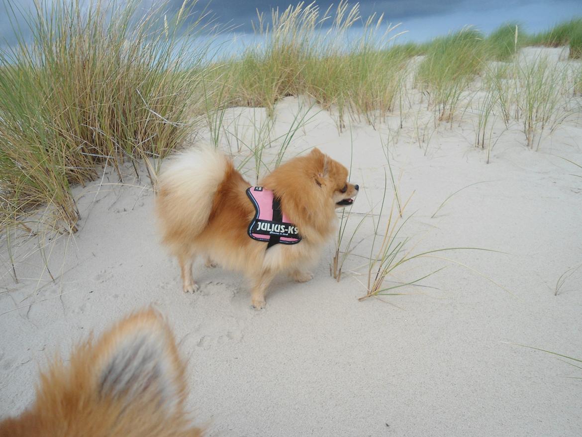 Pomeranian Molly billede 14