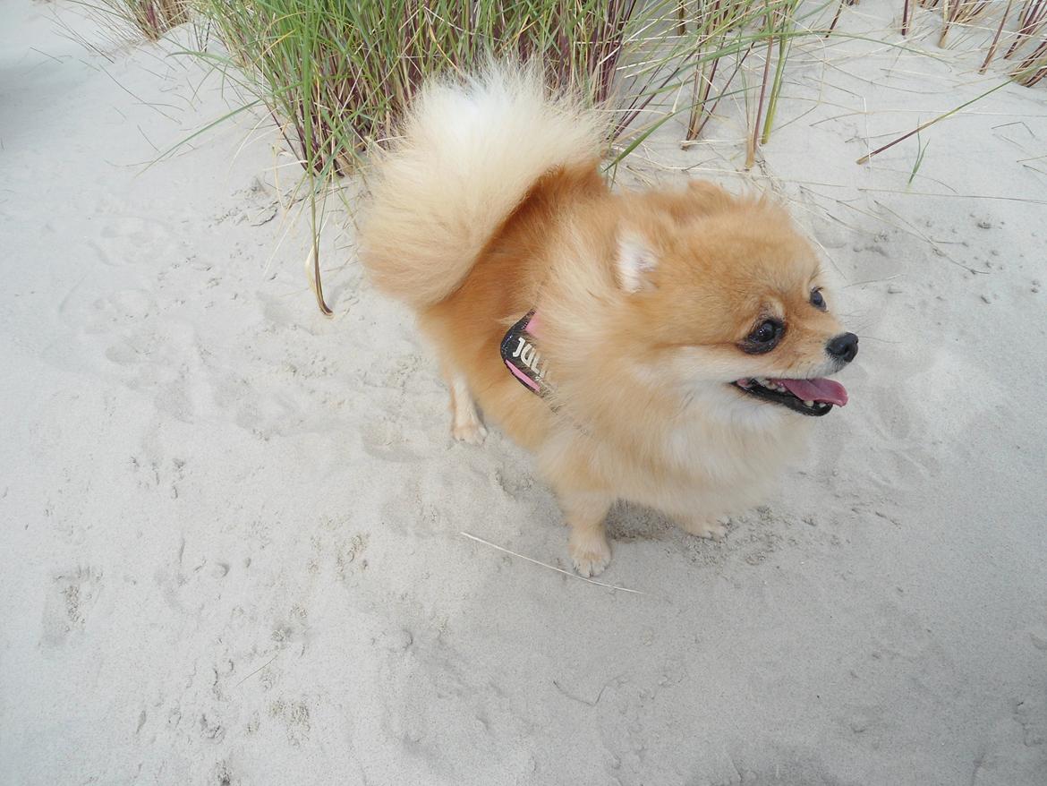 Pomeranian Molly billede 17