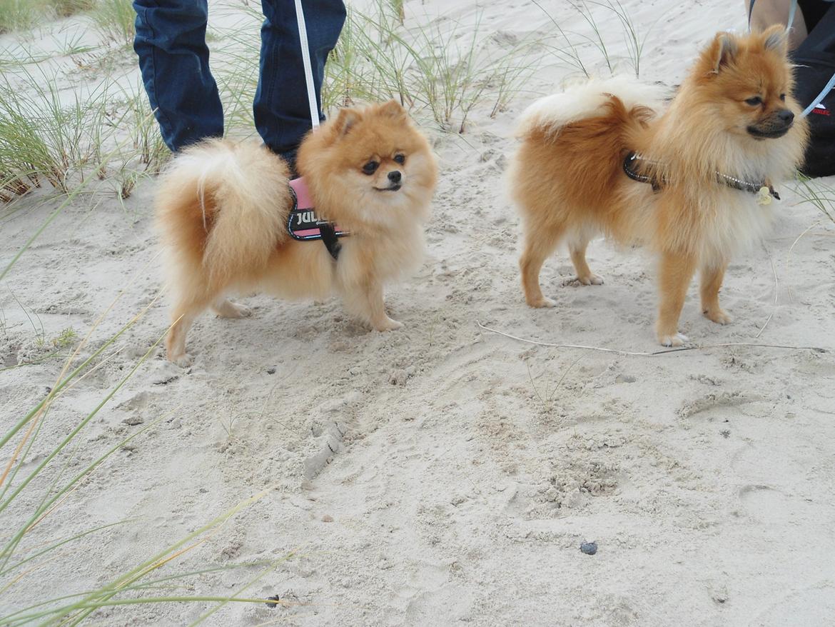 Pomeranian Molly billede 6