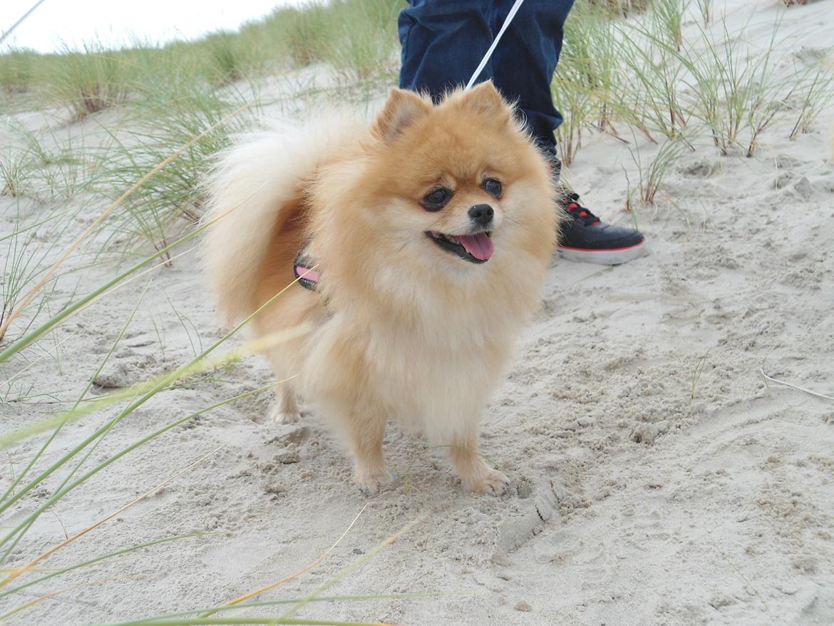 Pomeranian Molly billede 3