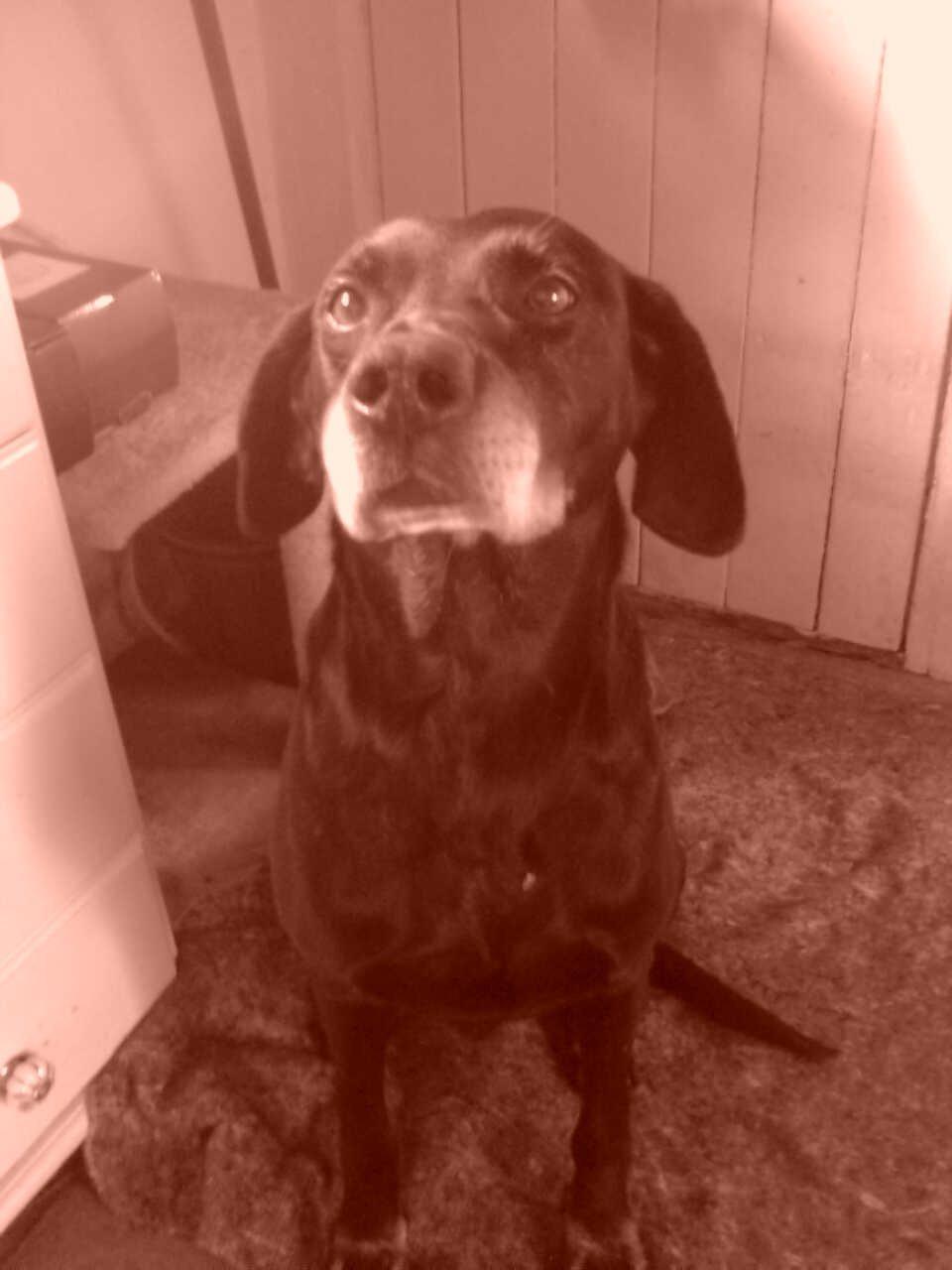 Blanding af racer Eddie billede 1