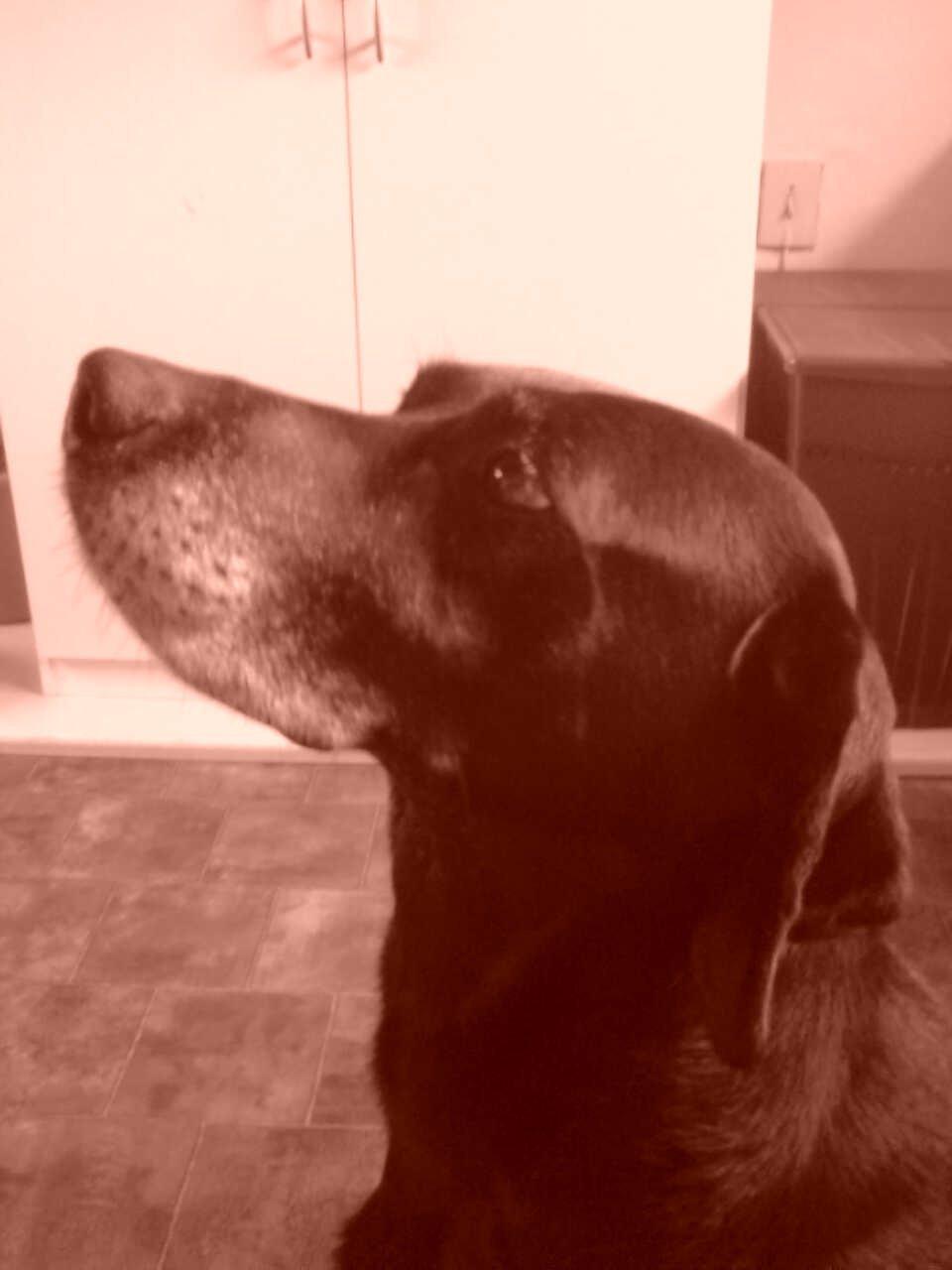 Blanding af racer Eddie billede 2