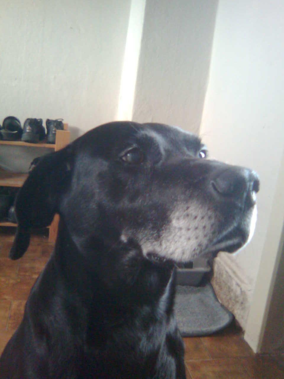 Blanding af racer Eddie - Gamle Bessefar<3 billede 3