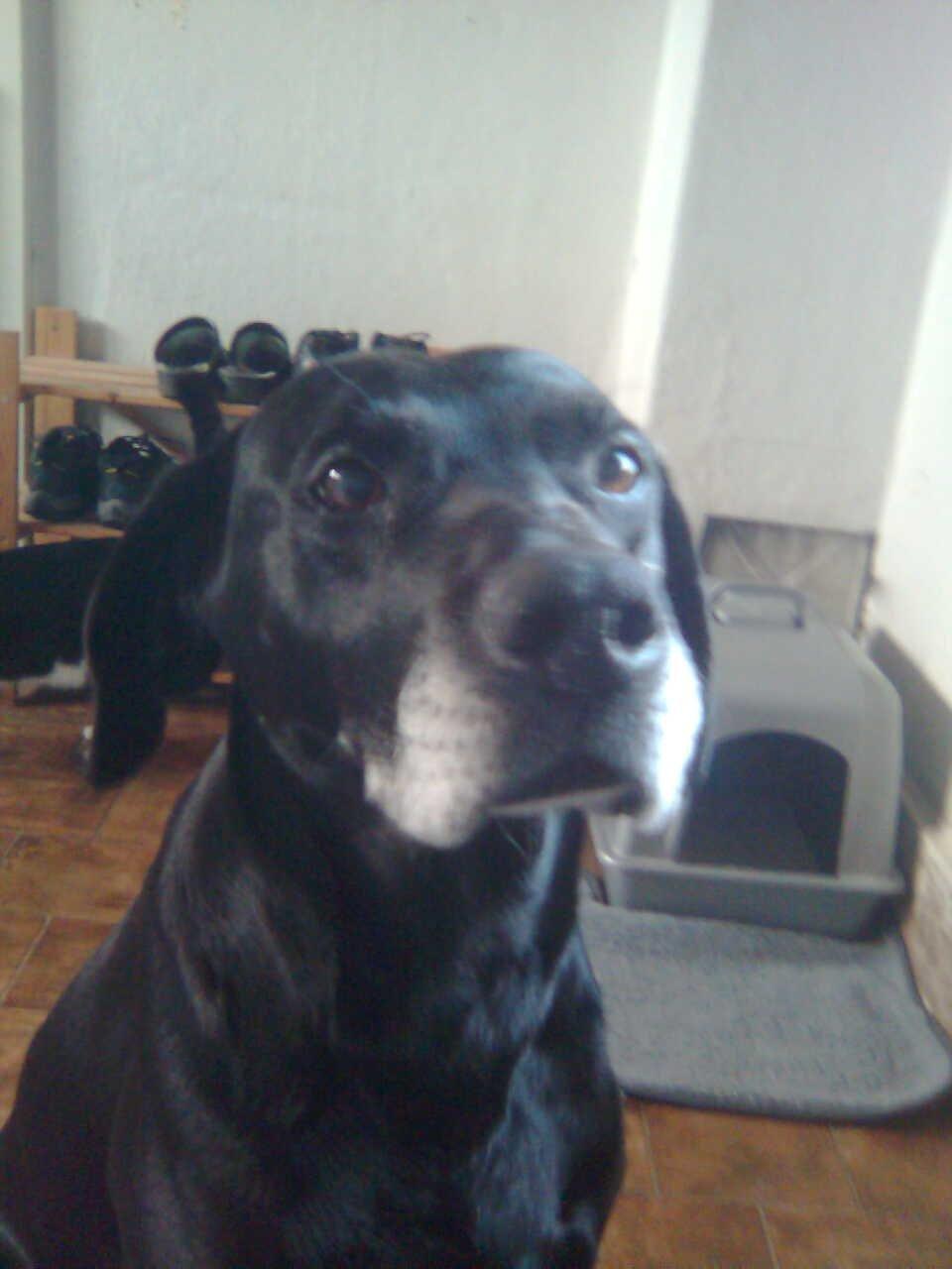 Blanding af racer Eddie billede 4