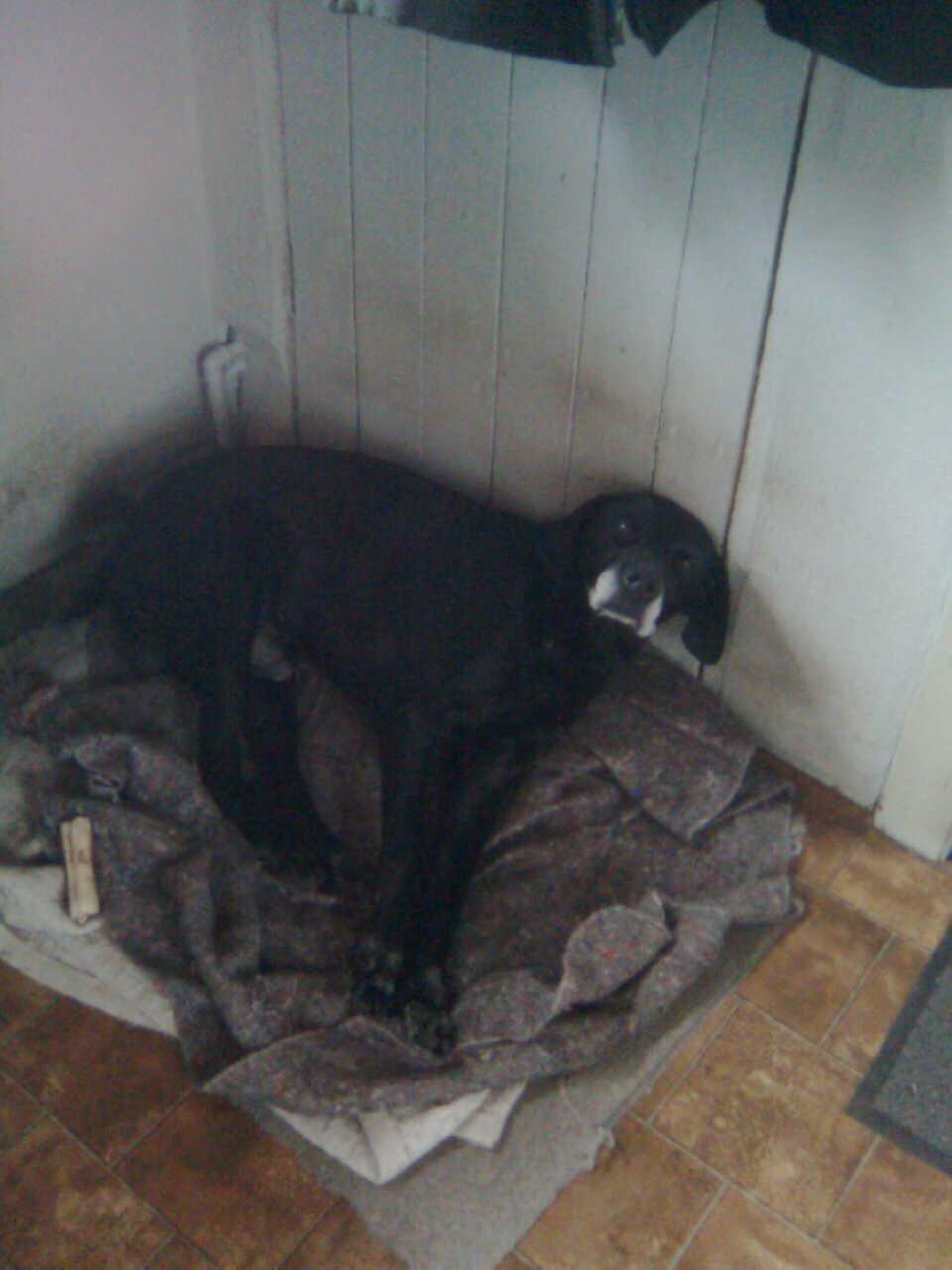 Blanding af racer Eddie billede 5