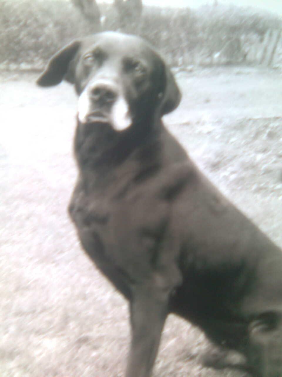 Blanding af racer Eddie billede 6