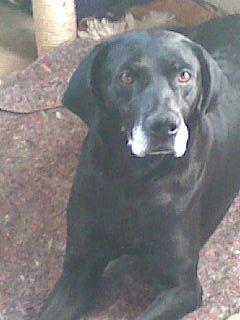 Blanding af racer Eddie - Fået øje på noget spændene:)  billede 7