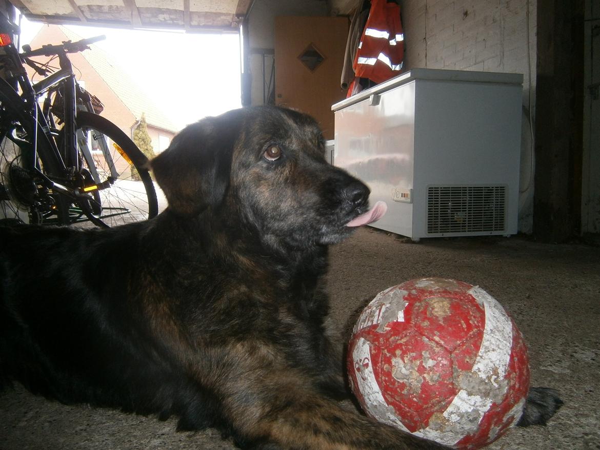 Blanding af racer Dina - Det ser ud som om hun rækker tunge, billedet bliver taget<3 billede 17