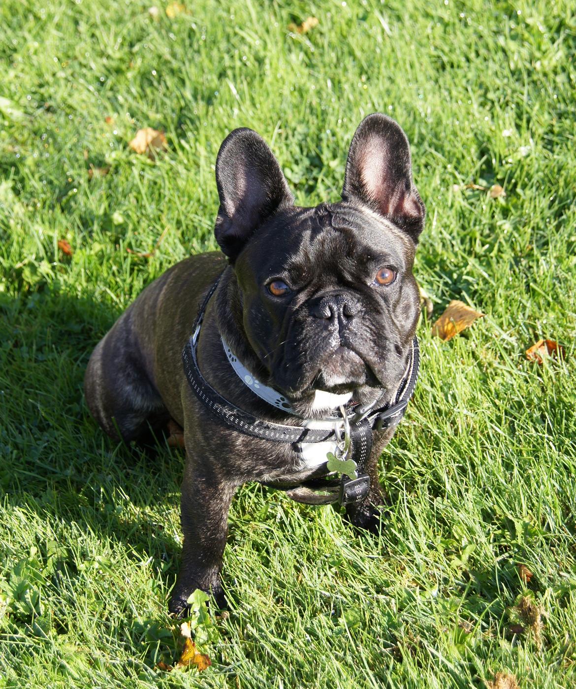 Fransk bulldog Wiufgaard´s Cléo billede 7