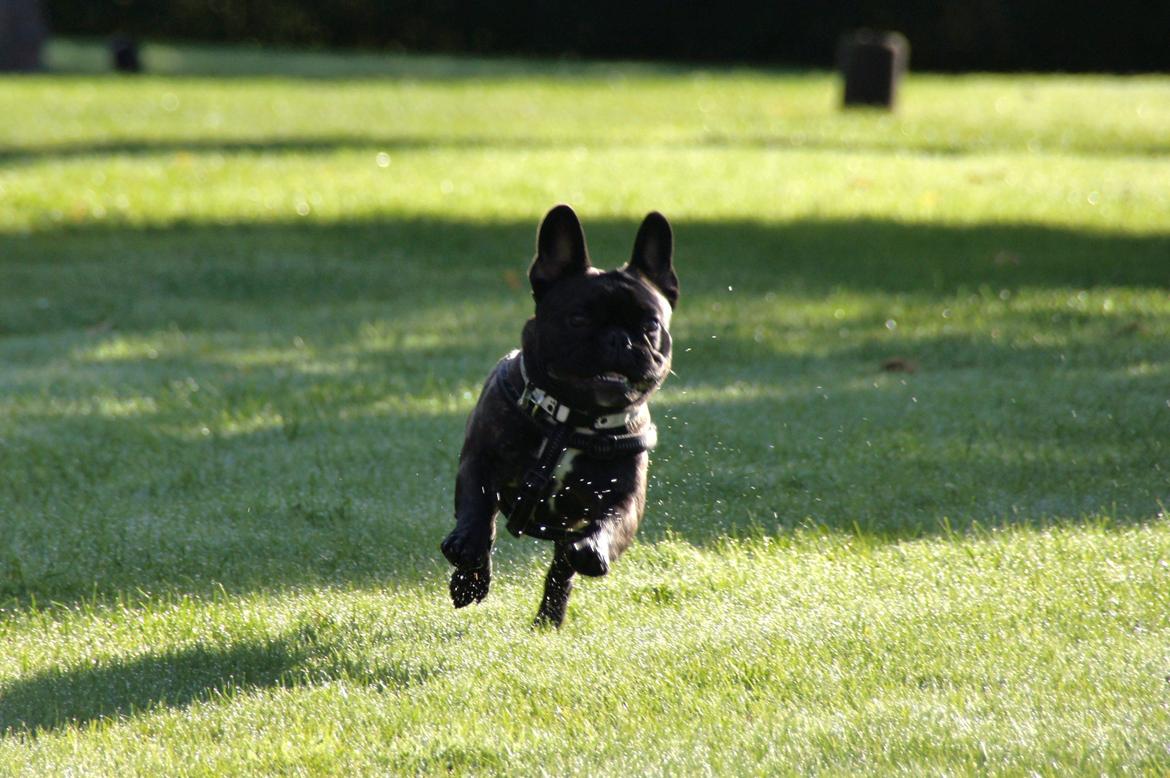 Fransk bulldog Wiufgaard´s Cléo billede 4