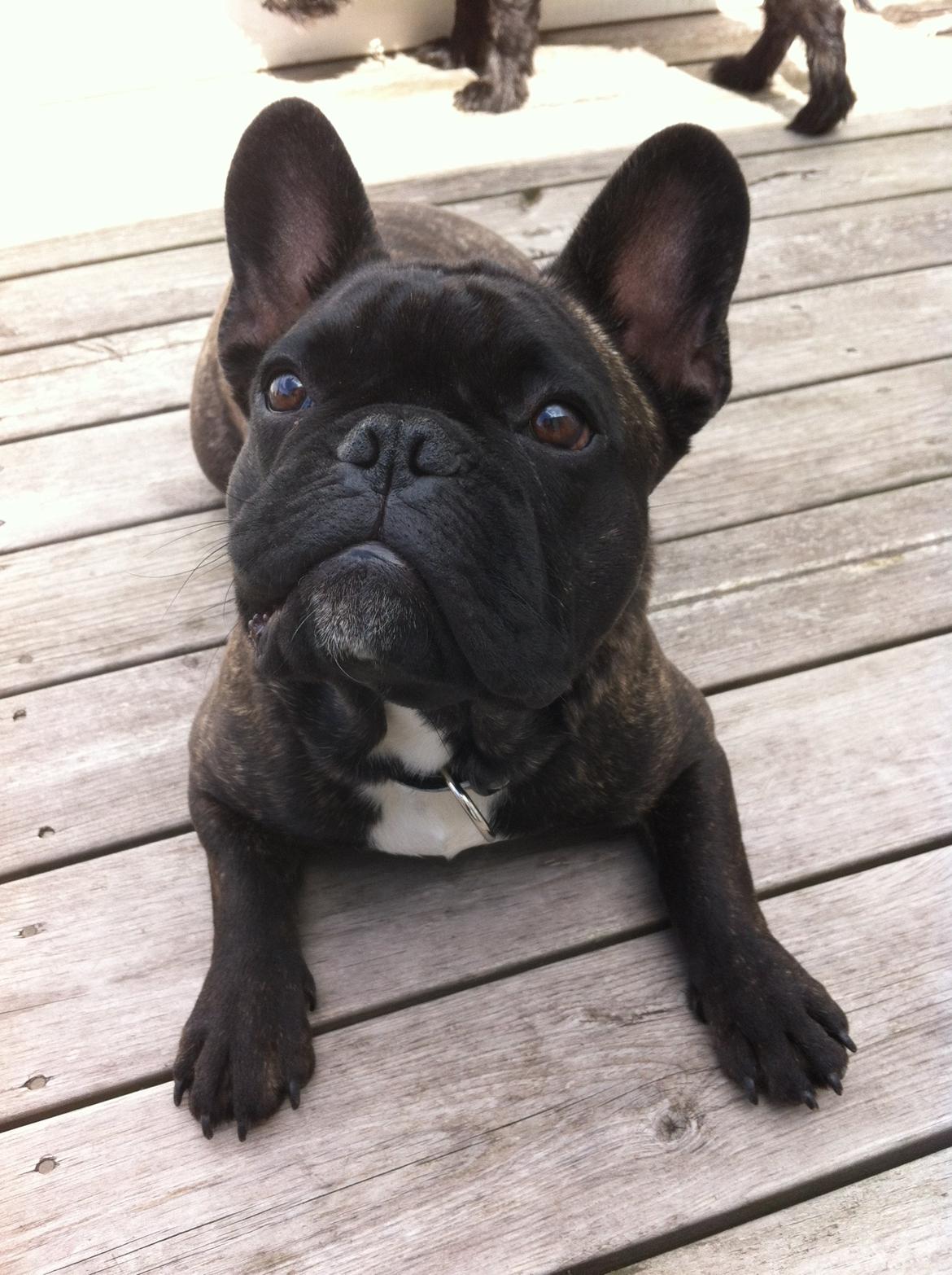 Fransk bulldog Wiufgaard´s Cléo billede 5