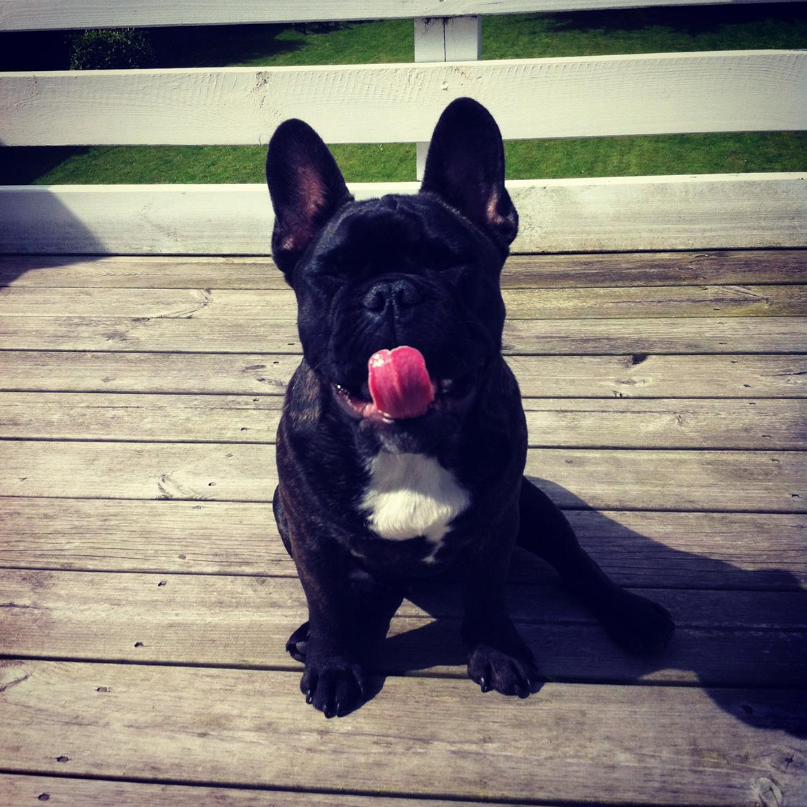 Fransk bulldog Wiufgaard´s Cléo billede 6