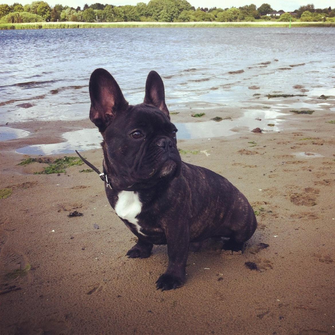 Fransk bulldog Wiufgaard´s Cléo billede 1