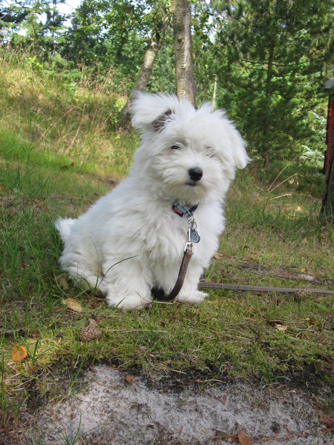 Coton de tulear Charlie - Charlie i sommerhus :-)
Som han allerede elsker
 billede 15
