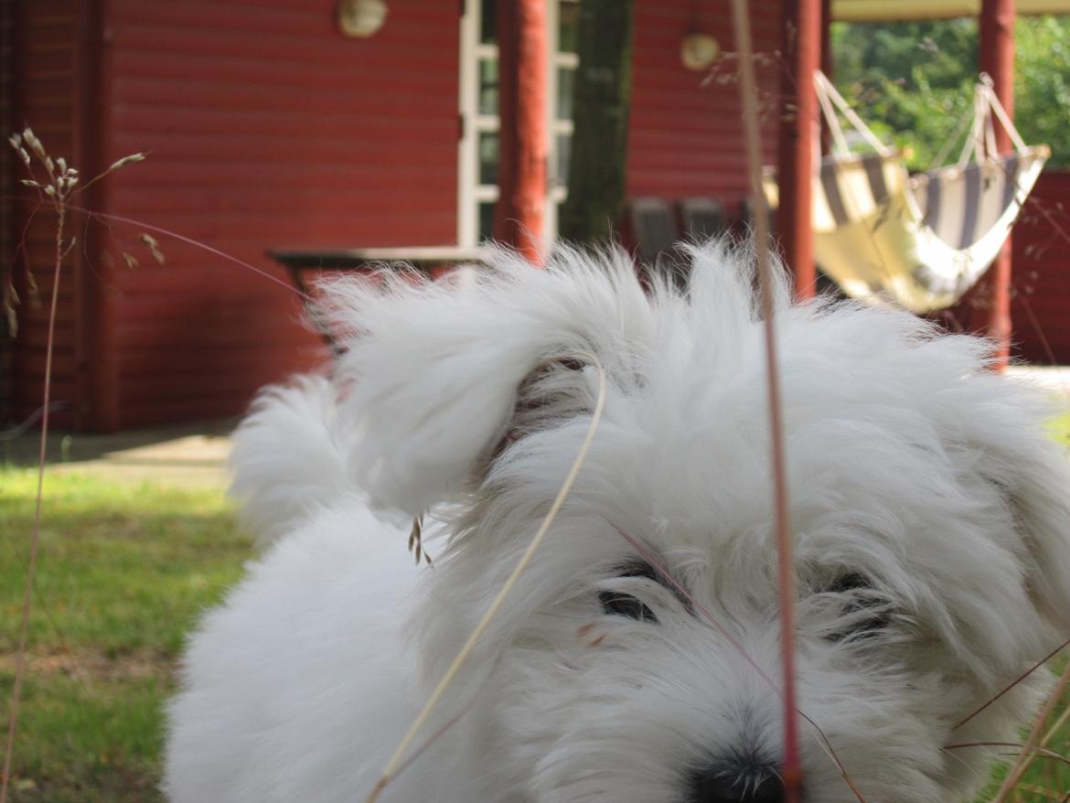 Coton de tulear Charlie - Hi hi skøre lille hund ;-) <3 billede 16