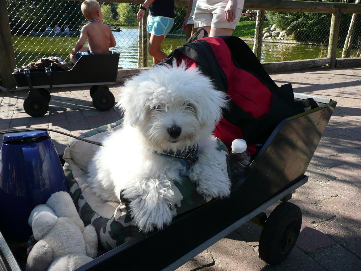Coton de tulear Charlie - Charlie var med i Fårup sommerland ;-) billede 17