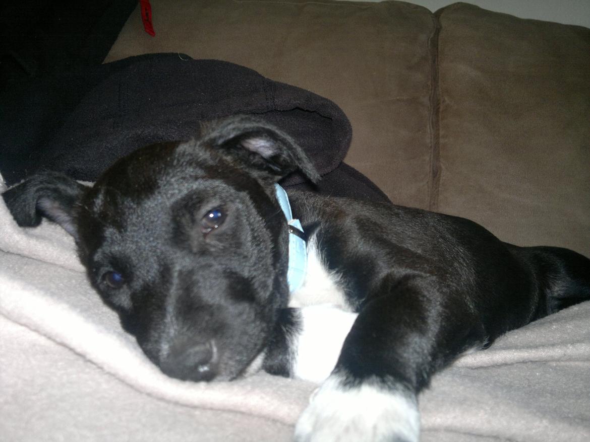 Blanding af racer Hr. Jensen  jack russel - 9 uger billede 6