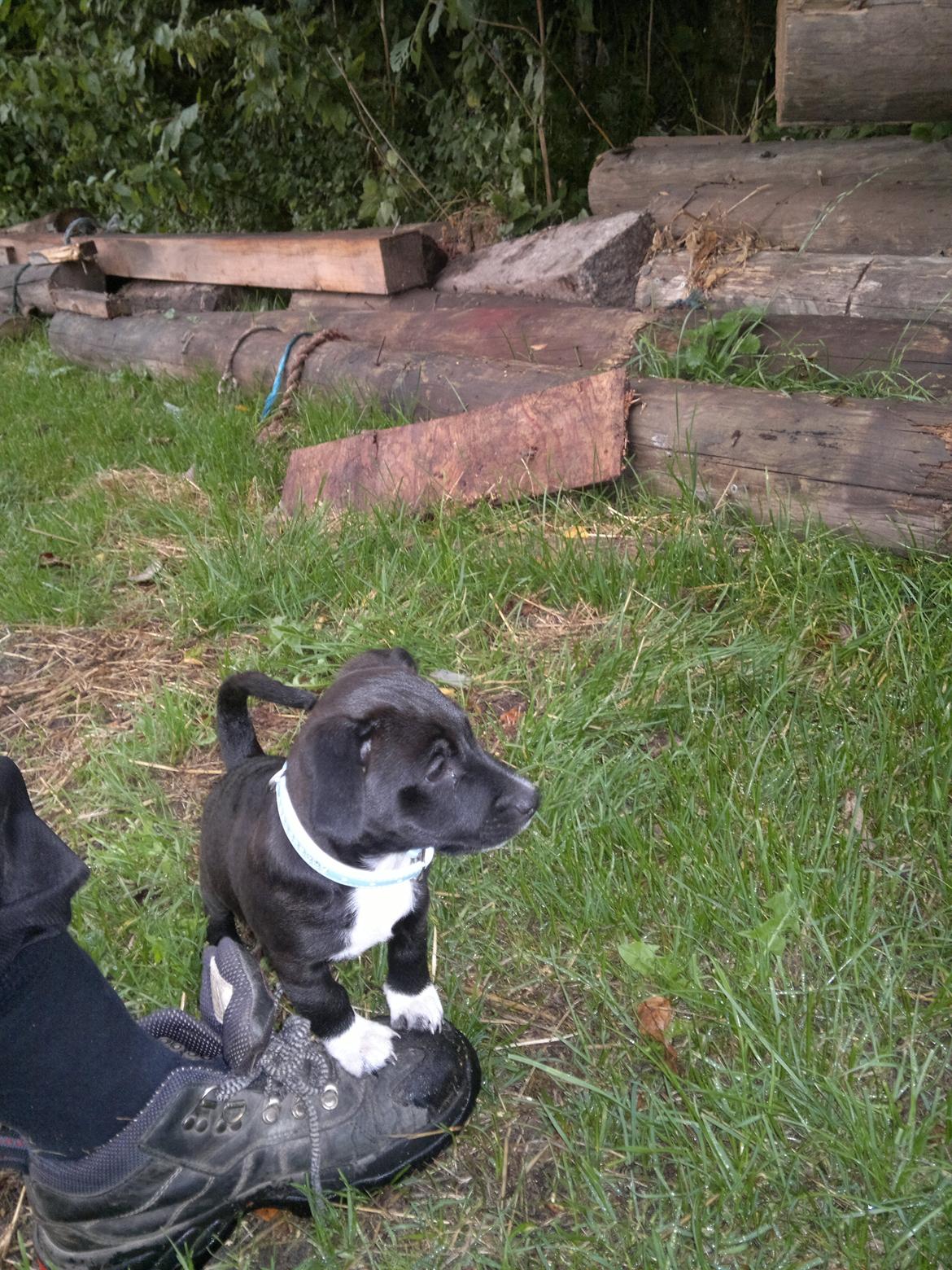 Blanding af racer Hr. Jensen  jack russel - 9 uger billede 7