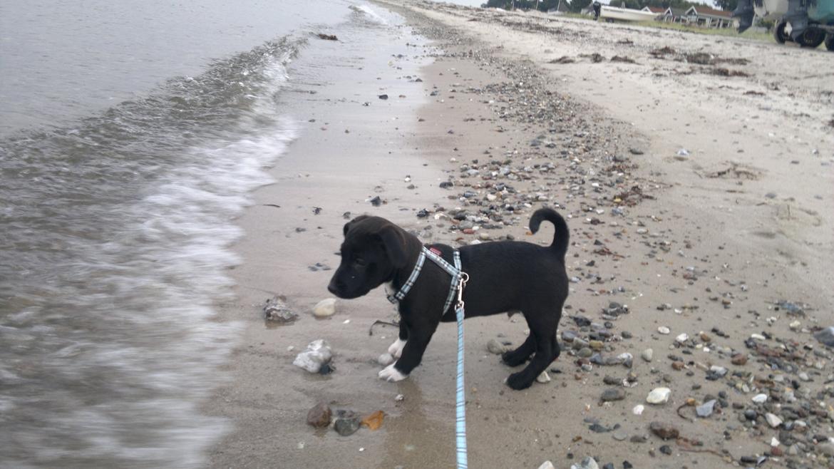 Blanding af racer Hr. Jensen  jack russel - 9 uger første gang ved stranden billede 8