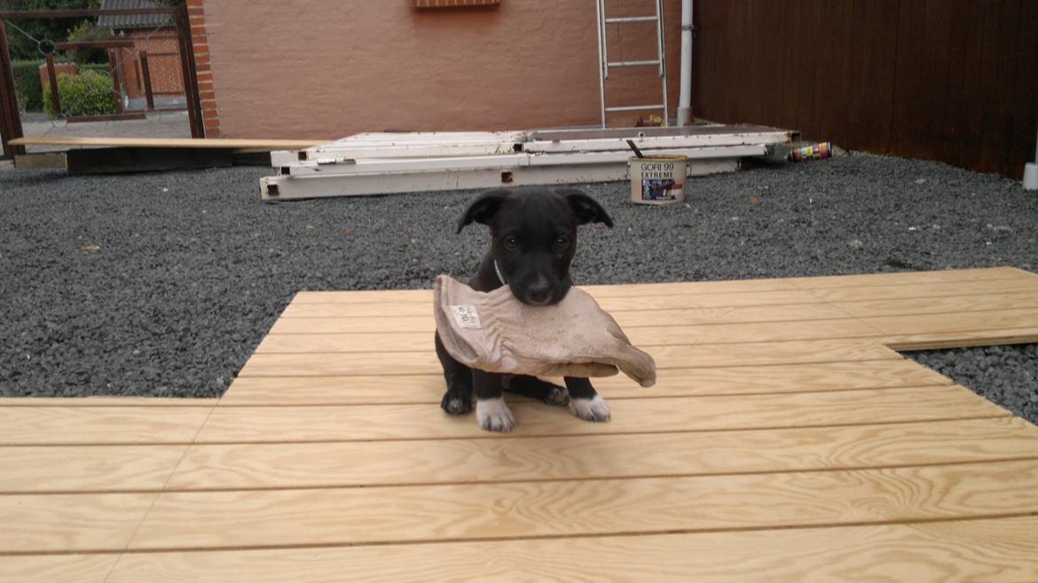 Blanding af racer Hr. Jensen  jack russel billede 1