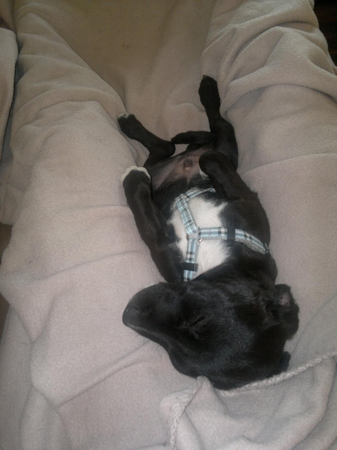 Blanding af racer Hr. Jensen  jack russel - Årh her er trygt og rart : ) billede 9