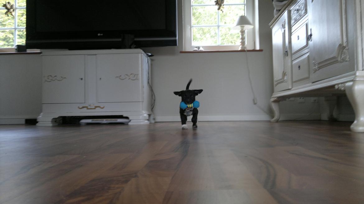 Blanding af racer Hr. Jensen  jack russel - Af banen, af banen her kommer hr. Jensen i fuld fart : ) billede 10