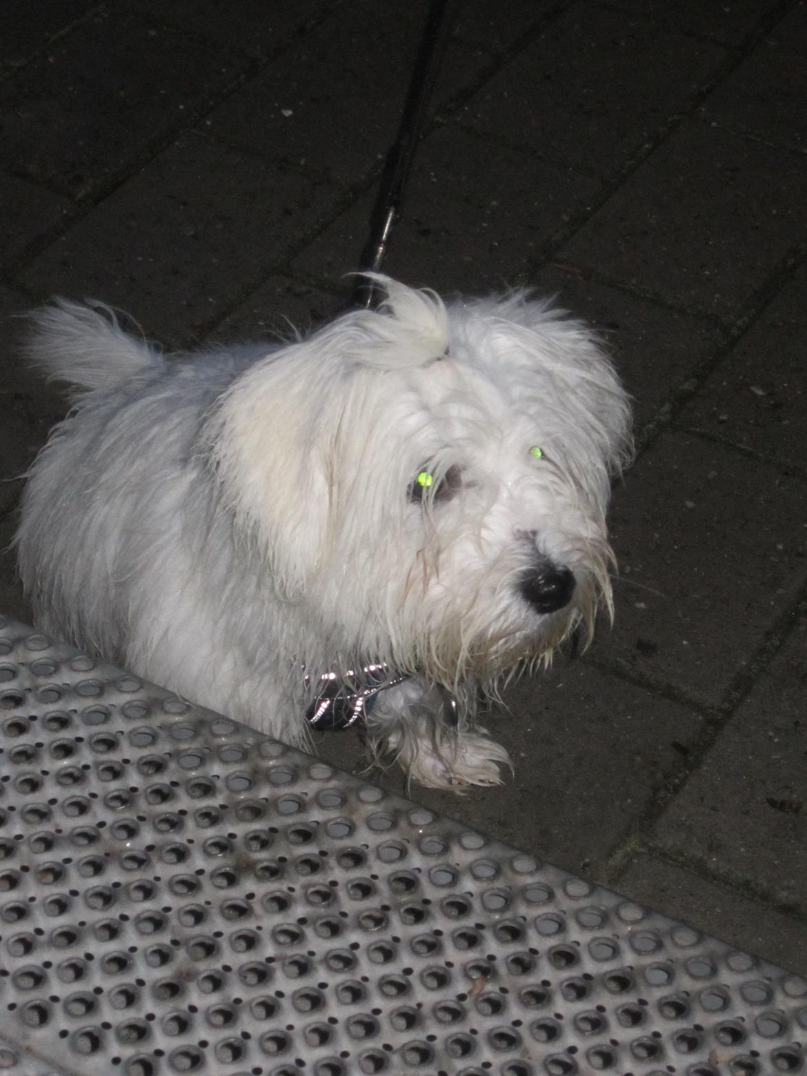 Coton de tulear Charlie - Våd? Nej da ;-) billede 19