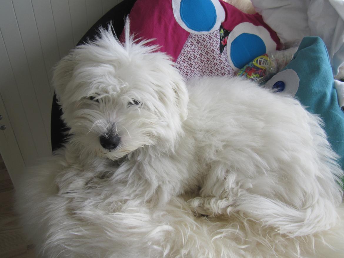 Coton de tulear Charlie - Charlie hygger sig i min stol ;-) billede 20