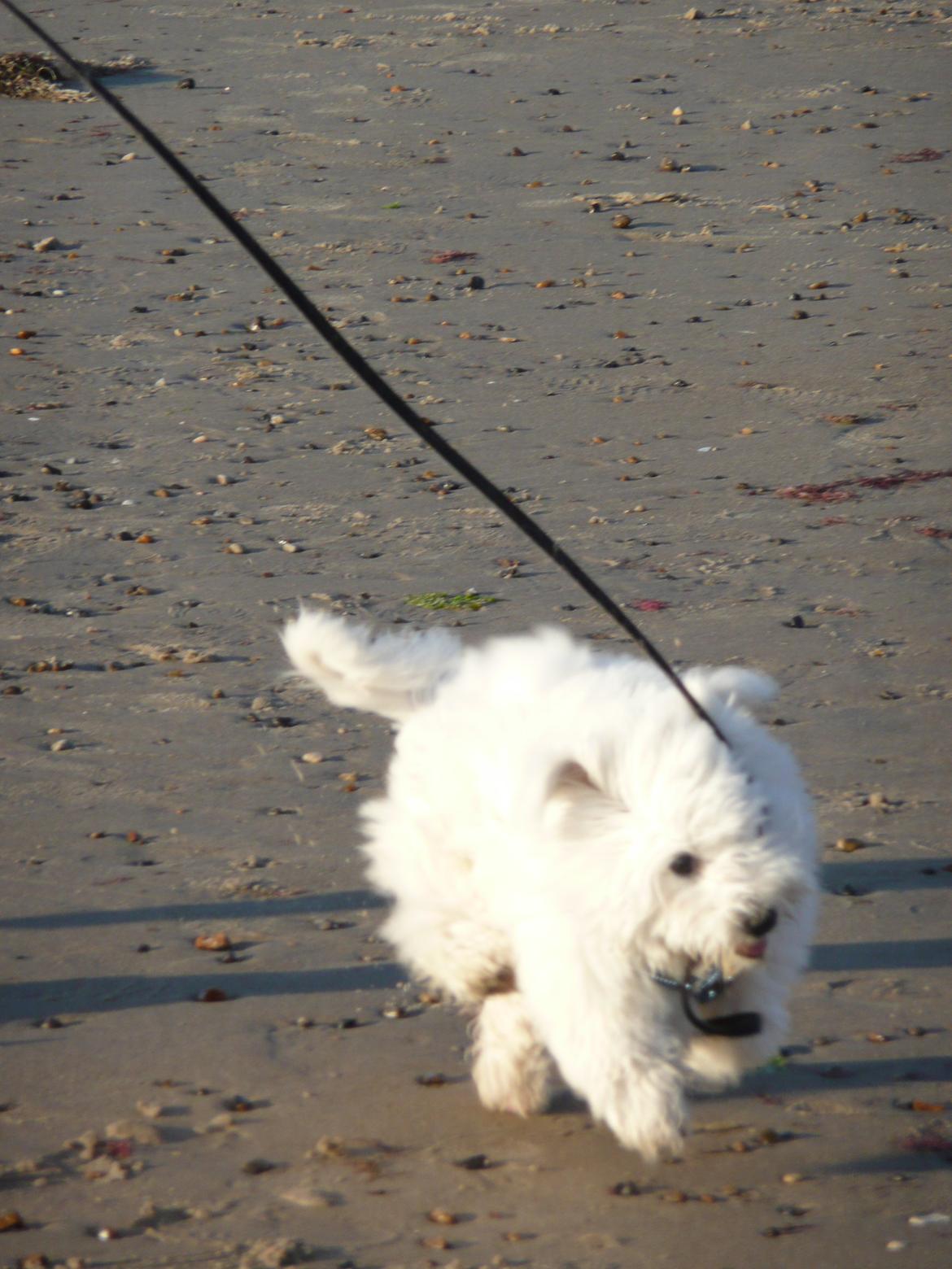 Coton de tulear Charlie - Charlie på stranden ;O) billede 21