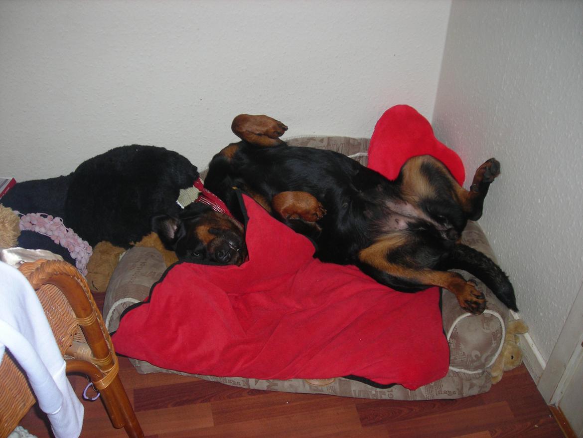 Rottweiler Nugga Chitta Hartmann billede 16