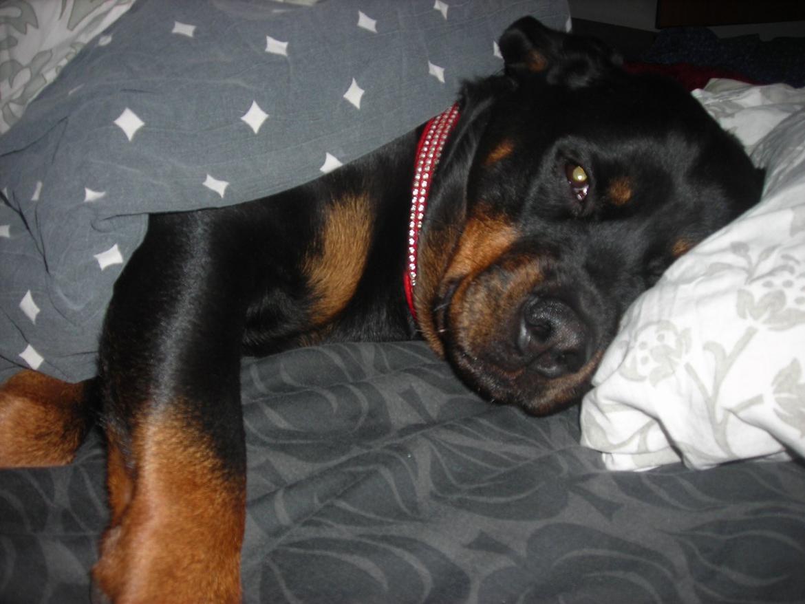Rottweiler Nugga Chitta Hartmann - Nugga om morgnen billede 17