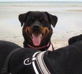 Rottweiler Nugga Chitta Hartmann - TiTE BØHHH  billede 18