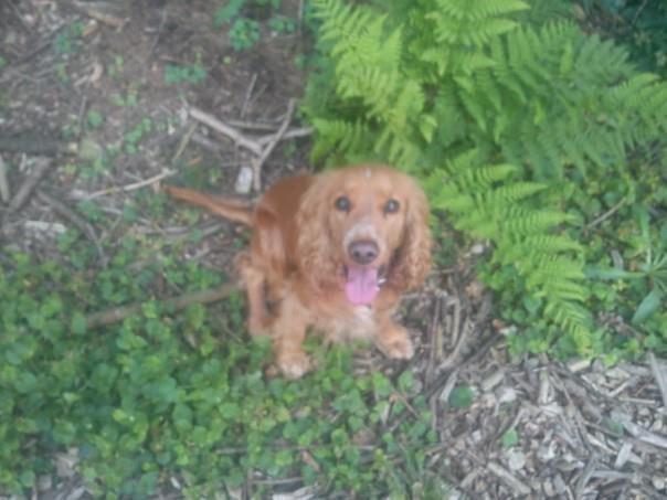 Cocker spaniel Nikita billede 4