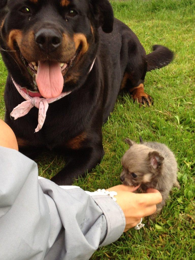 Rottweiler Nugga Chitta Hartmann billede 19