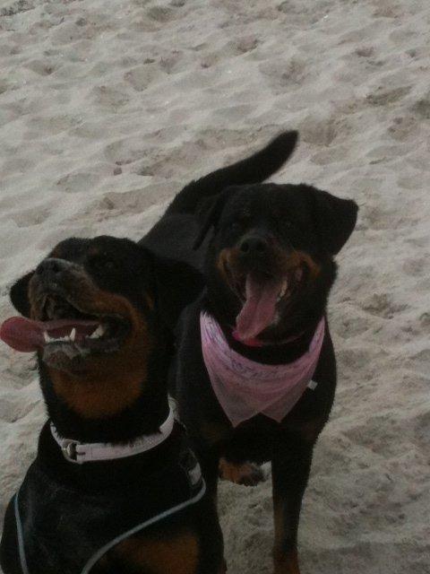 Rottweiler Nugga Chitta Hartmann - Nugga og hendes datter Nanna som er ejet af Amalie :) billede 20